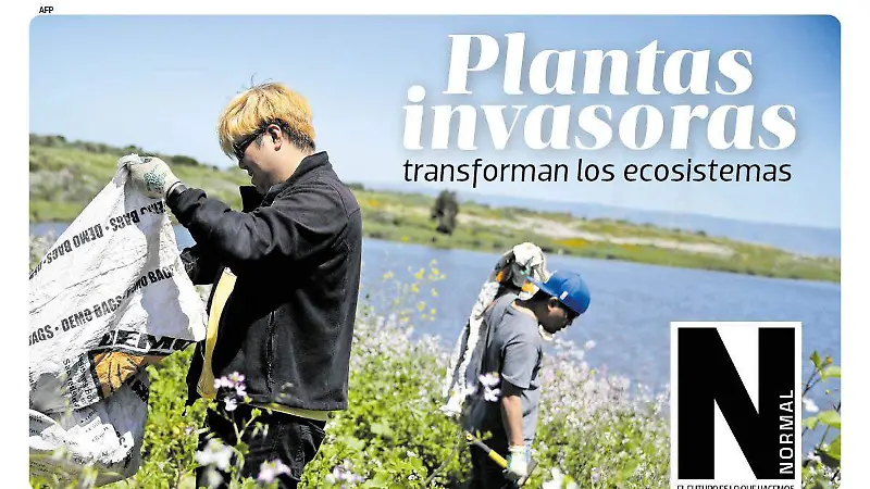 plantas invasoras SITIO1